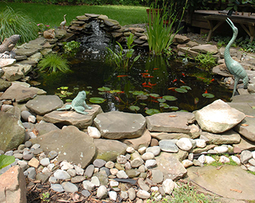 What You Need to Know About Aquascapes in Brookfield WI