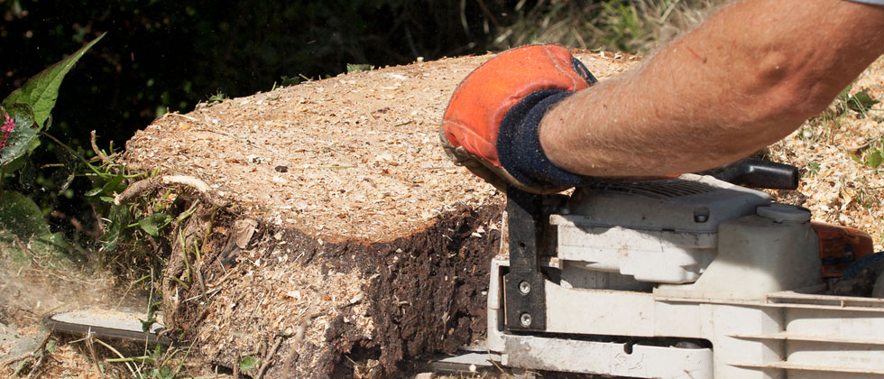 The Basics of Stump Grinding