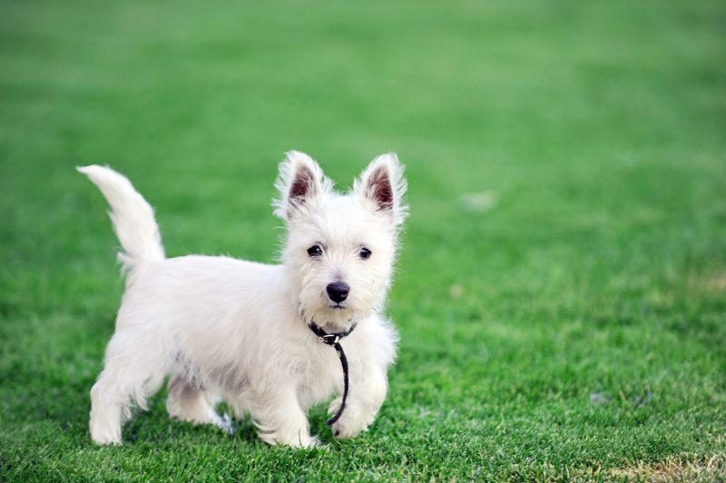 4 Ways to Find a Trustworthy Dog Walker