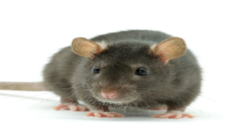 Seek a Specialist in Rodent Control in Plymouth, MA if You Have a Problem with Mice