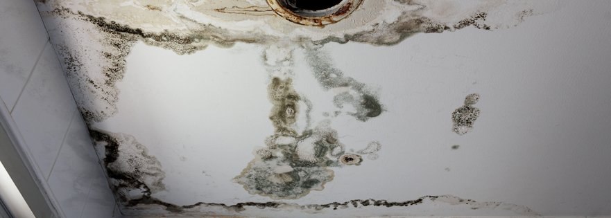 Take Care of Mold Damage in Colorado Springs