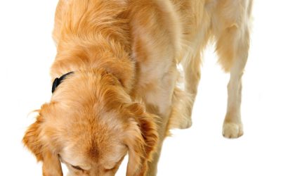 What Does Dog Grooming in Odessa TX Entail?